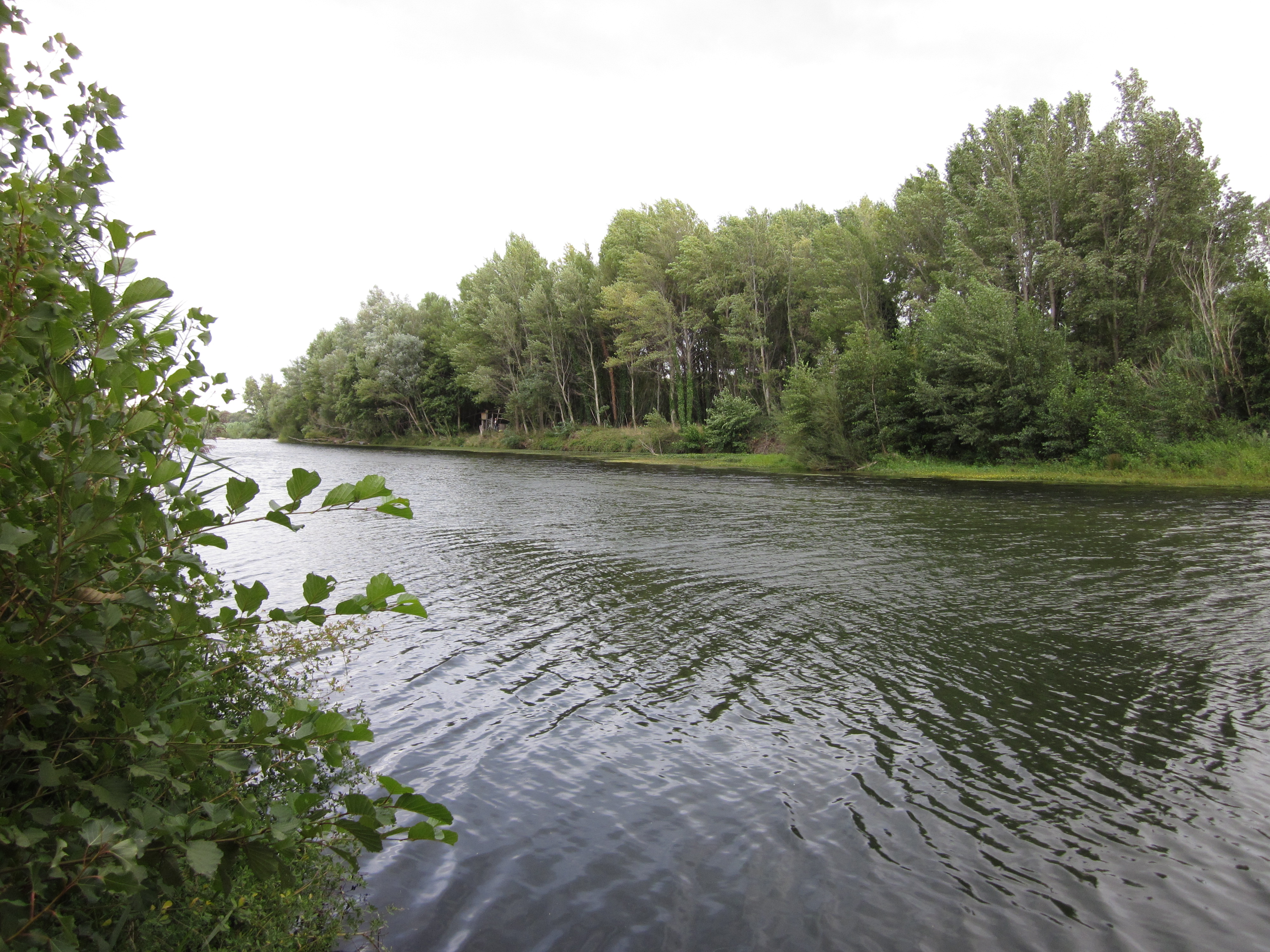 Ripisylve sur la Têt en aval de la confluence avec la Coumelade, vue sur la rive droite